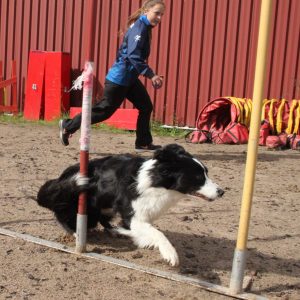 8.11.2025 Tiina Leinosen agility ja hyppytekniikkapäivä