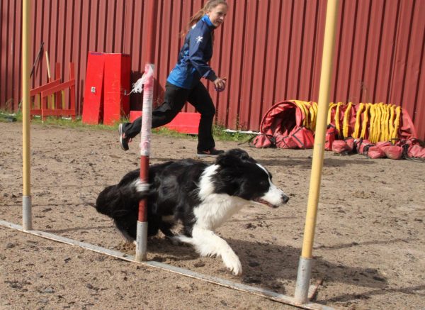 8.11.2025 Tiina Leinosen agility ja hyppytekniikkapäivä